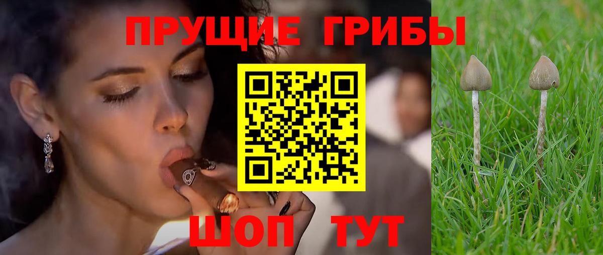 Галлюциногенные грибы Psilocybine cubensis  Вход с VPN  Кострома 